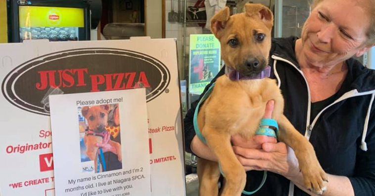 A pizzeria is placing pictures of shelter puppies on pizza boxes in the hope of finding them at home forever.