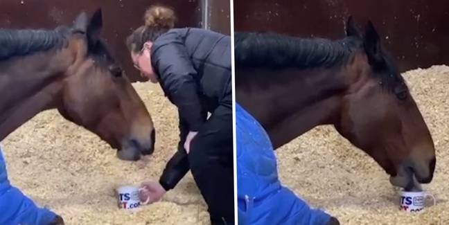 A police horse refuses to work until it drinks a large cup of tea with a teaspoon or two of sugar in the morning