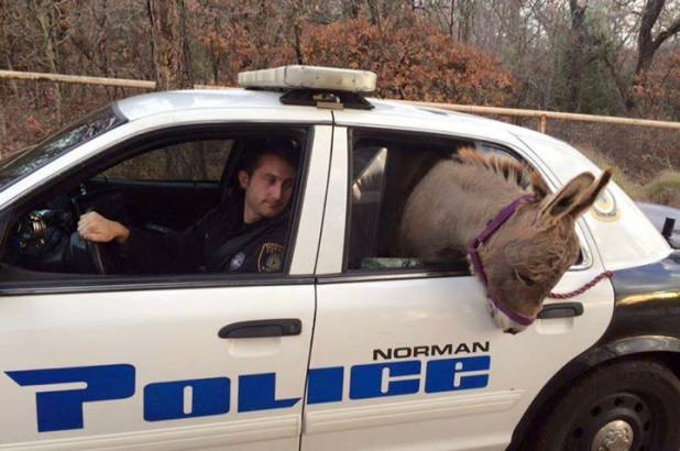 A police officer rescues a panicked donkey from a busy main road and takes it to safety in his patrol car