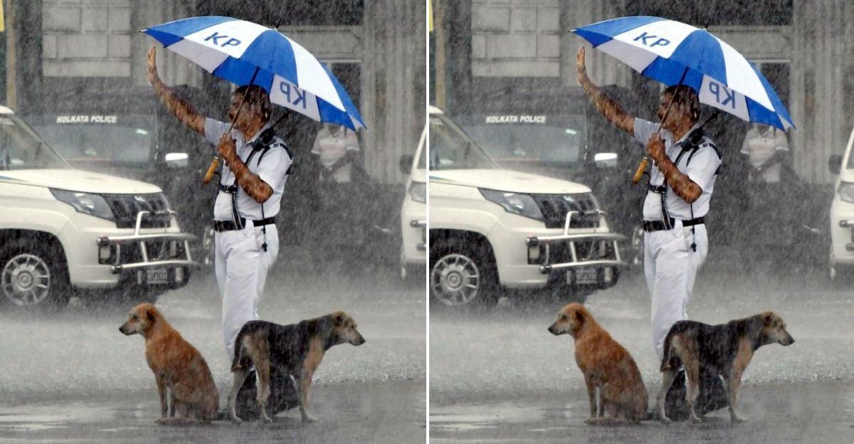 A policeman shares his umbrella with two homeless dogs in the pouring rain