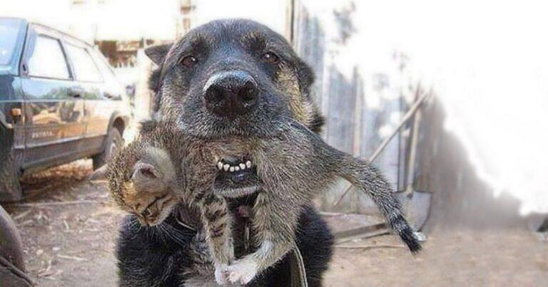 A real hero.  A brave dog acted quickly to save his friendly kitten from the spreading fire