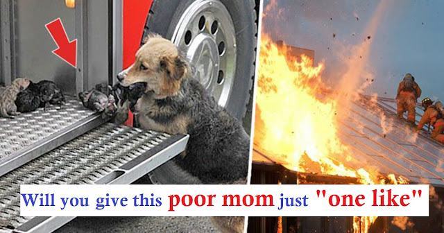 A real hero.  A brave dog rescued his puppies from a house fire