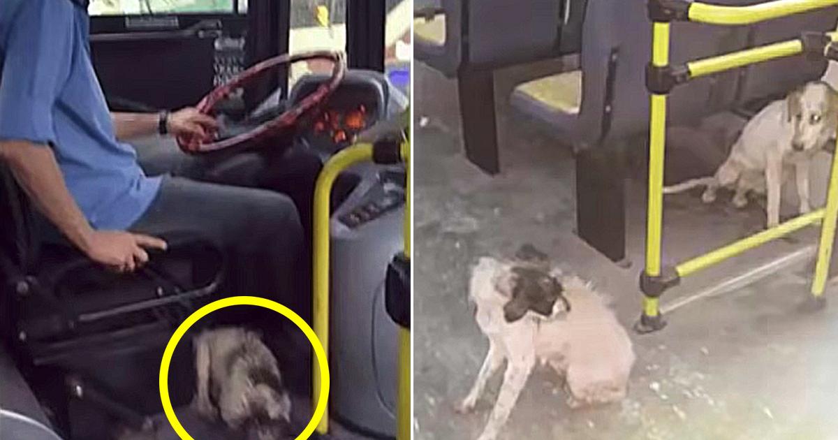 A real hero.  A kind bus driver let shivering dogs board his bus during a severe thunderstorm