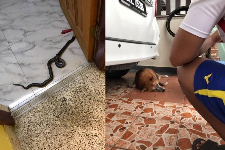 A real hero.  Loyal dog protects family from poisonous snakes entering the house