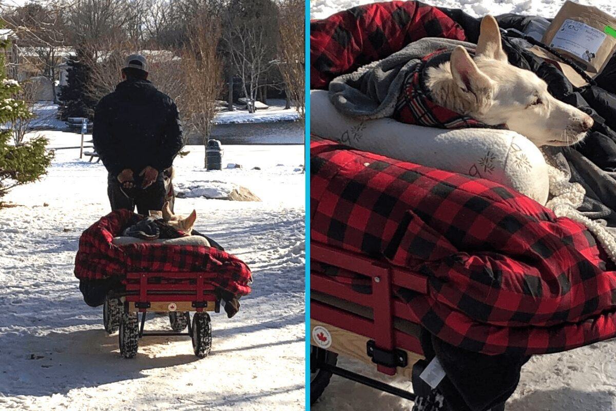 A real hero.  The owner of the paralyzed old dog is constantly loading the car to let the dog continue to enjoy the pleasures of life