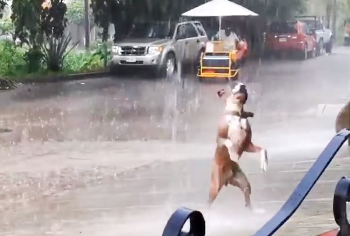 A real inspiration.  Cute video captures the joy of a dog playing in the rain