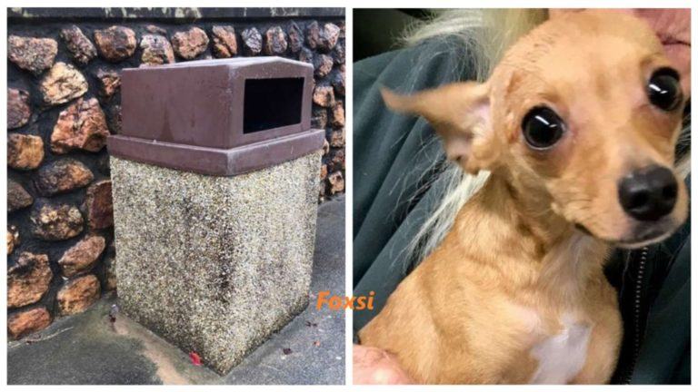 A real miracle.  Chihuahua dog left in the trash was rescued by a kind woman