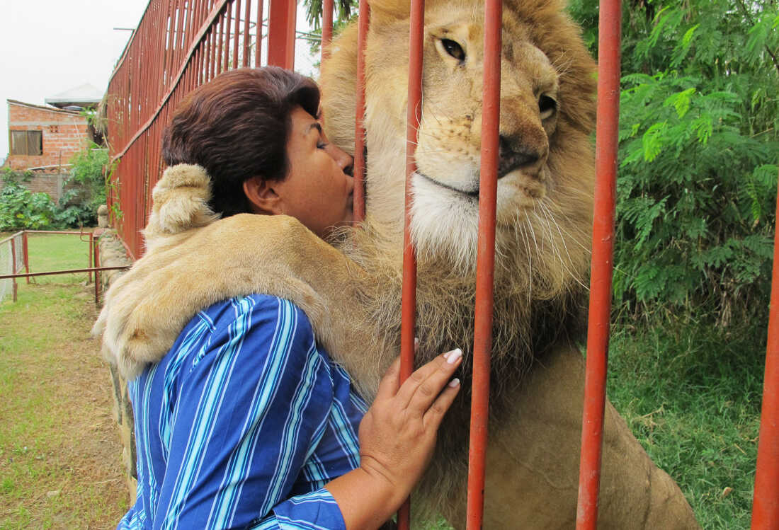 A rescued lion says goodbye to her savior after 20 years together