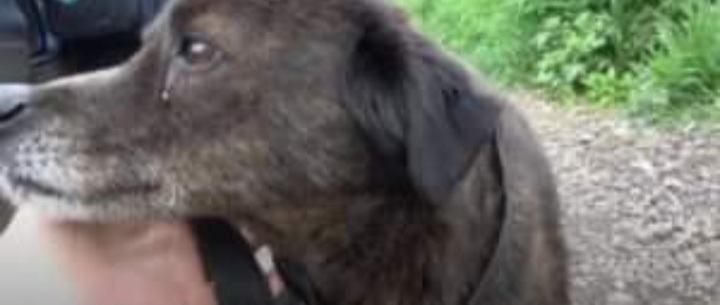 A scared dog is trembling desperately on the side of the road