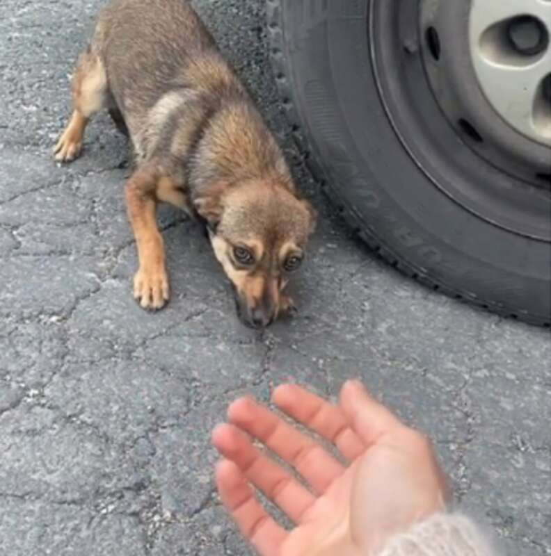 A scared little dog was left on the side of a deserted road.  She melted in her savior's arms after feeling safe