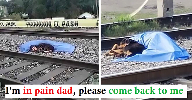 A scene that touches the heart.  Devoted dog that does not leave owner is run over by train