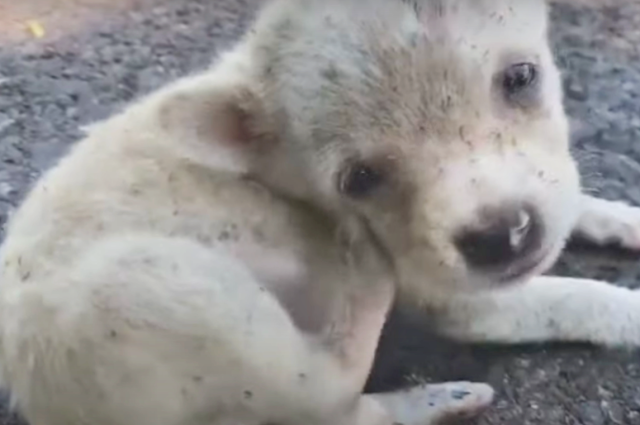 A small puppy lying on the street full of fleas and scabies