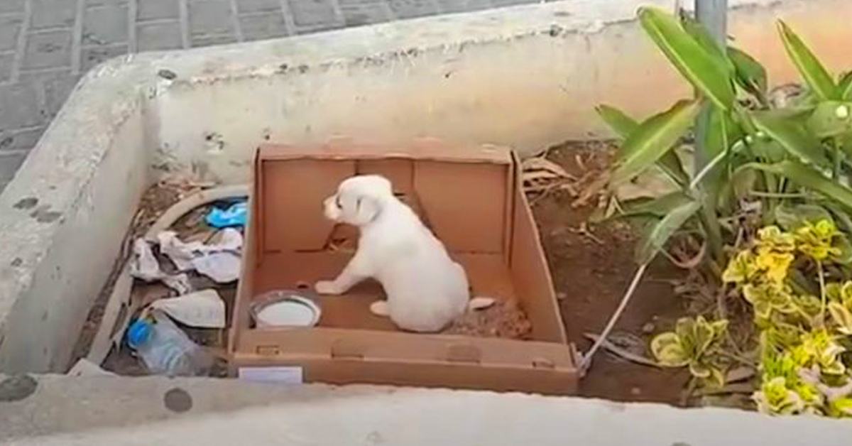 A small puppy was abandoned in a box outside the supermarket.  The dog cried for help