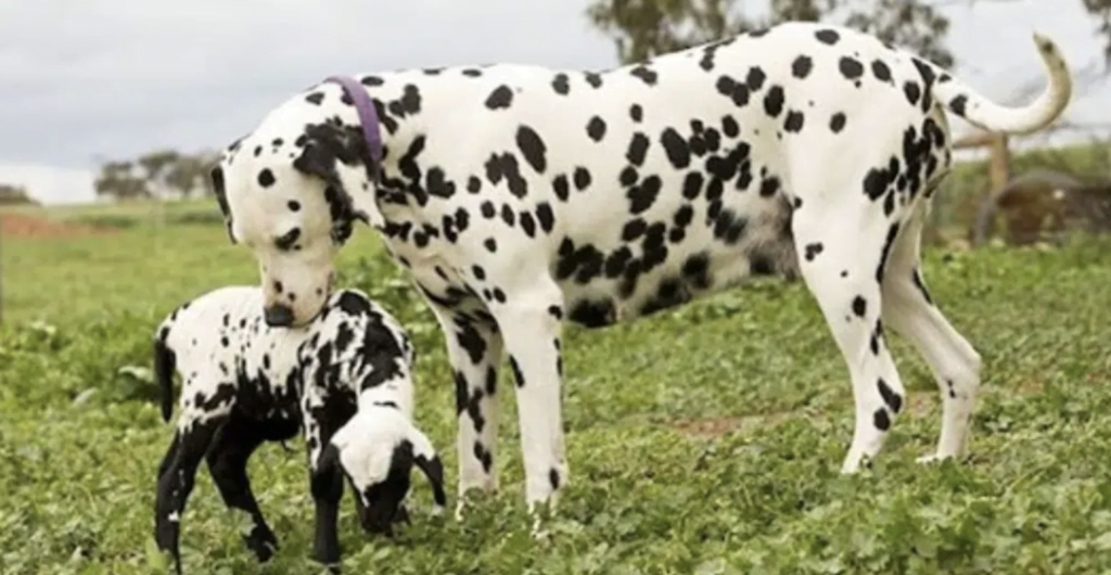 A special connection.  Spotted orphan sheep adopted by a dalmatian