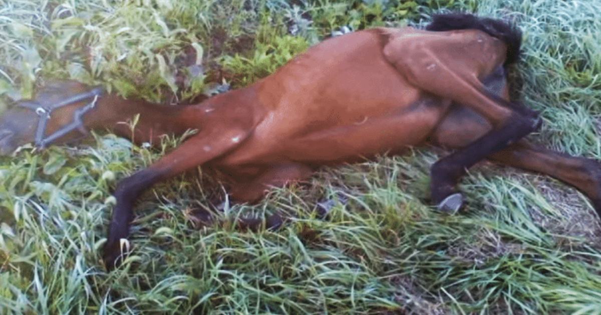 A starving and thirsty horse is rescued by a teenager.  The horse has a second chance to live