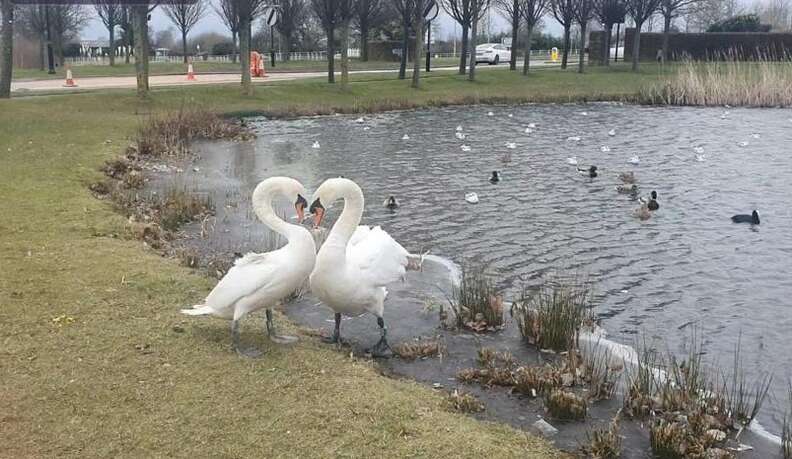 A swan separated from its mate is finally reunited and they form a heart with its long neck as a sign of a strong bond and unconditional love.