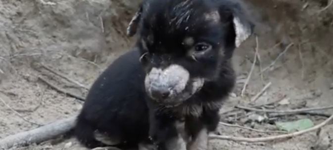 A sweet and small puppy that was close to death is now living a beautiful life