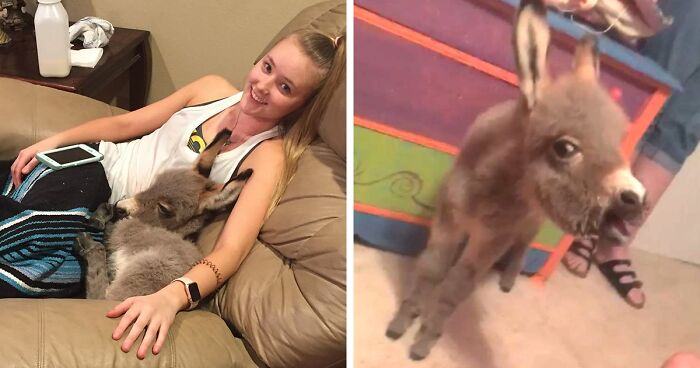 A teenager adopts a cute and small donkey and it suddenly changes their lives