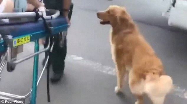 A touching scene.  A loyal golden retriever refuses to leave her owner after she passed out on the street