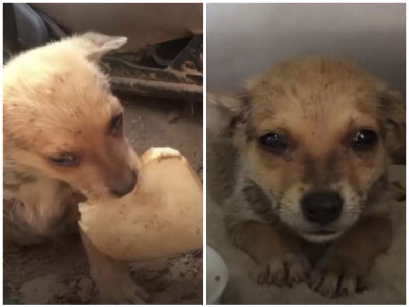 A touching scene.  Cute stray dog ​​shares a bread given to him by a rescuer with other furry friends