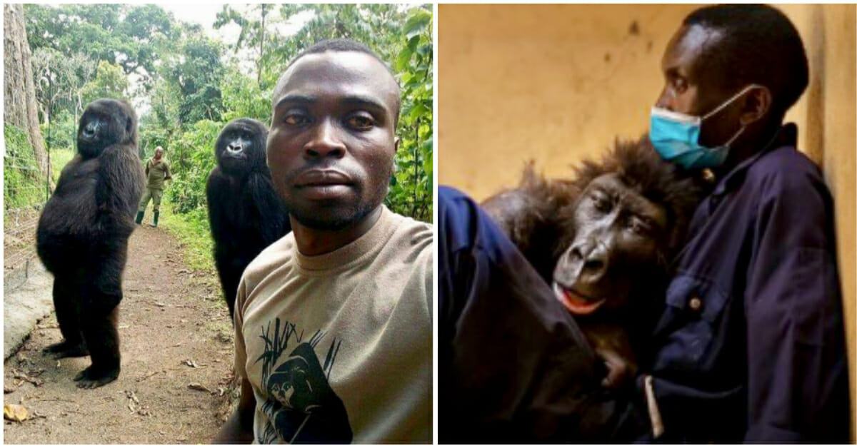 A touching scene.  Orphaned gorilla known for selfies dies in the arms of a human rescuer