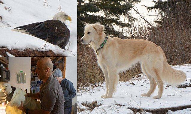 A touching story.  A heroic golden retriever saved an injured golden eagle from freezing to death in the snow