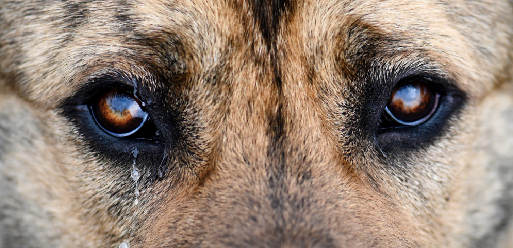 A touching story.  The dog couldn't hold back his tears when he met his owner again after 3 months of separation