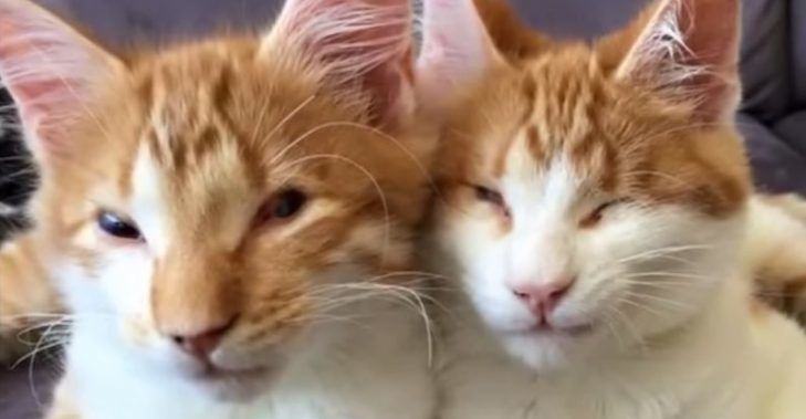 A touching story about two abandoned blind kittens who always lead each other where to do