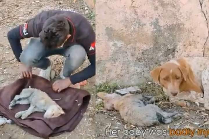 A touching video of a puppy's rescue.  A mother dog cries for help for a puppy that is on the verge of death.  She sat beside her, exhausted and desperate