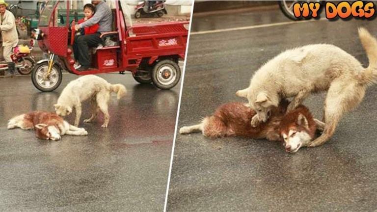 A true and loyal friend.  Husky refuses to abandon his friend who was hit by a car