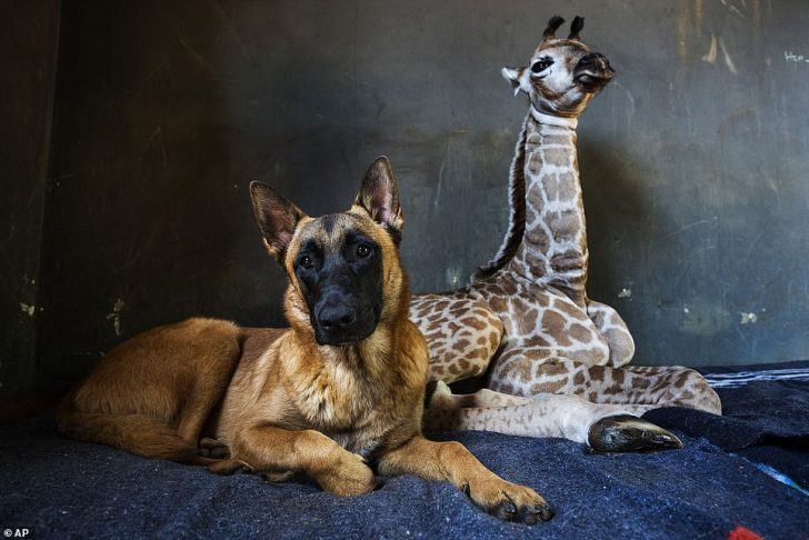 A true and unlikely friendship between a dog and an orphaned giraffe