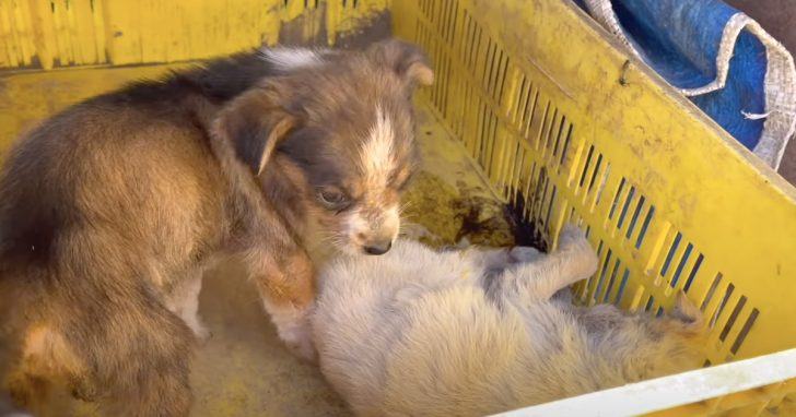 A true example of loyalty and care.  A touching and heartbreaking story about a puppy who refuses to leave his deceased sibling