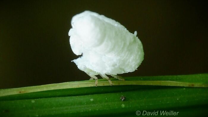 A unique insect.  Cute footage shows a small insect as fluffy as a popcorn or a snowflake as it moves