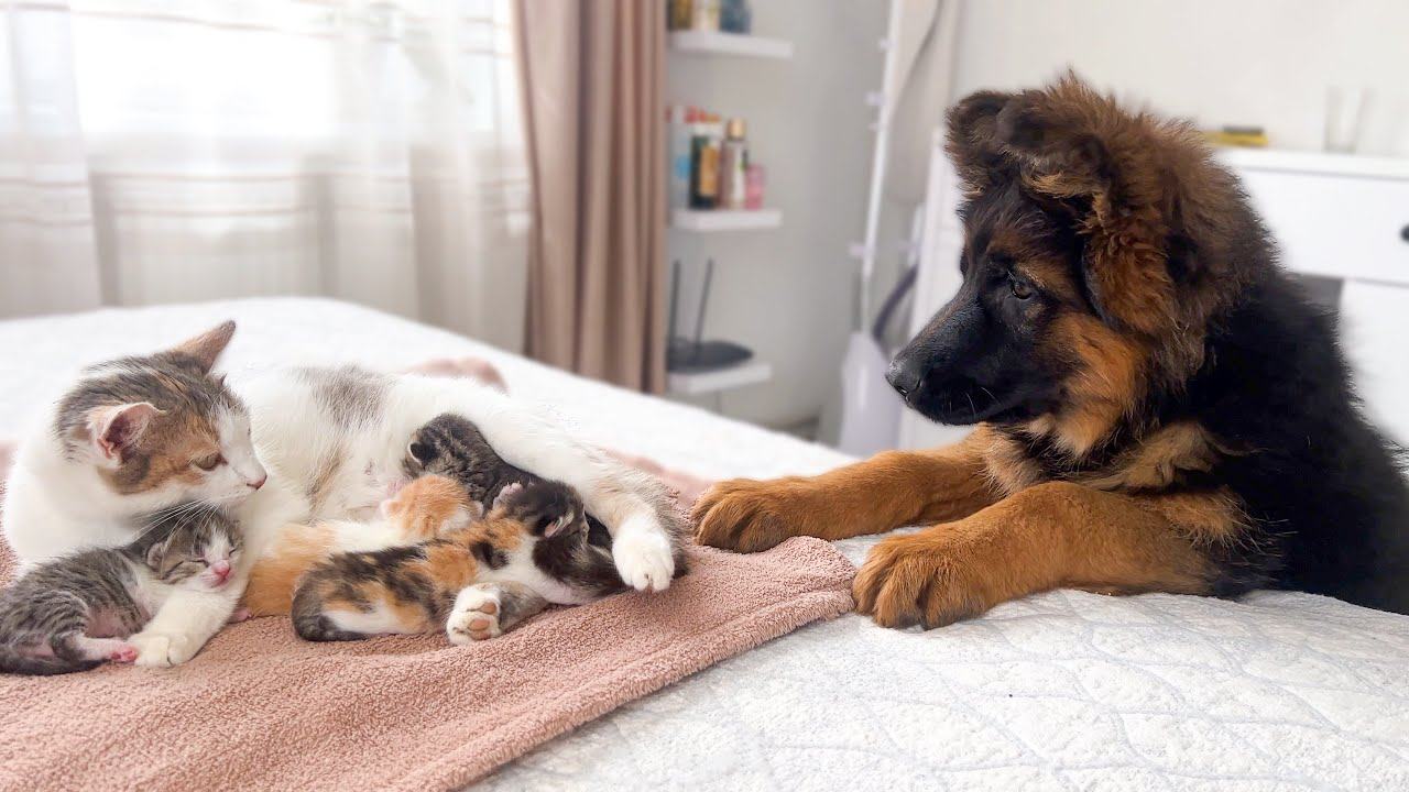 A video that melts hearts.  A cat for a German shepherd to see his kittens for the first time