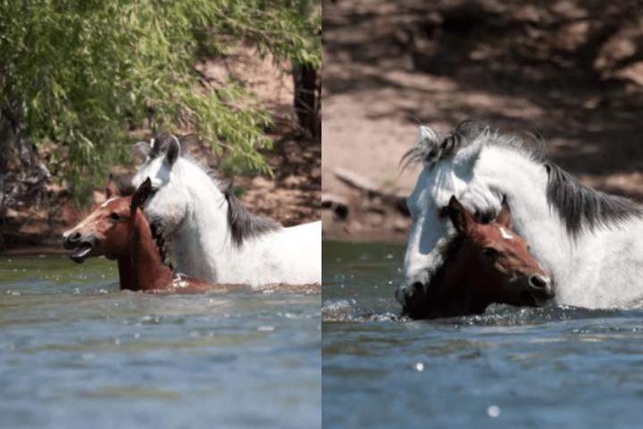 A wild and wise horse saved a drowning horse