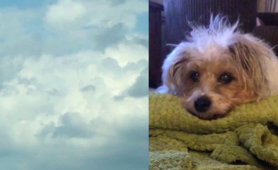 A woman saw her dog's face in the cloud hours after the dog died