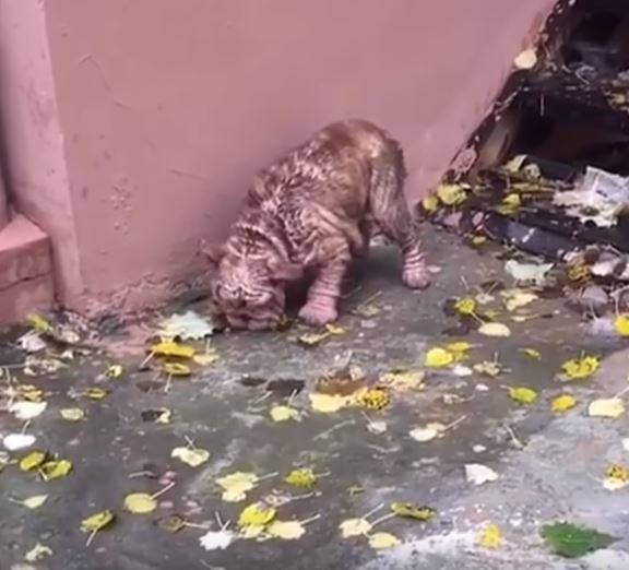 Abandoned dog must eat leaves to survive