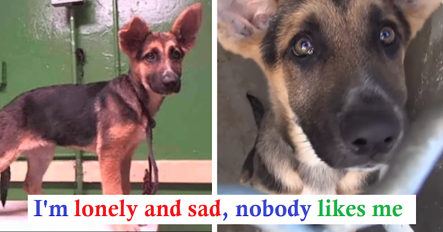 Abandoned dog started crying when its owner left it at an animal shelter