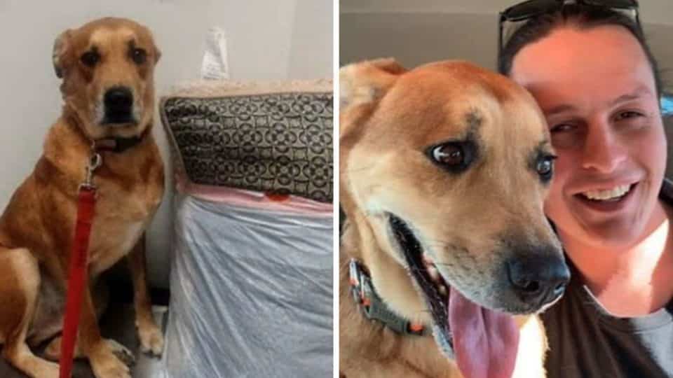 Adorable and useless dog Wall-E was returned to an animal shelter by his owner with his possessions