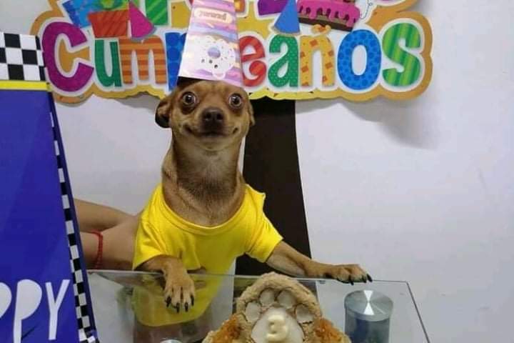 Adorable little dog is very happy when his family celebrates his birthday in a very special way