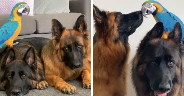 Adorable parrot develops a special friendship with two German shepherd friends