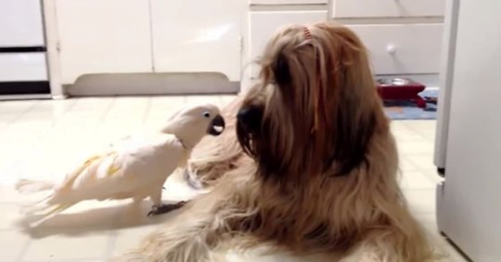 Adorable video: Cockatoos bark like a dog to communicate with dogs