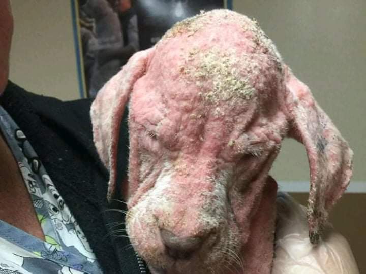 After rude owners left 6 dogs outdoors, the dogs fell ill and lost their fur