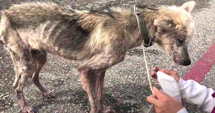 After the couple's devotion, the husky suffered terribly from being mistreated