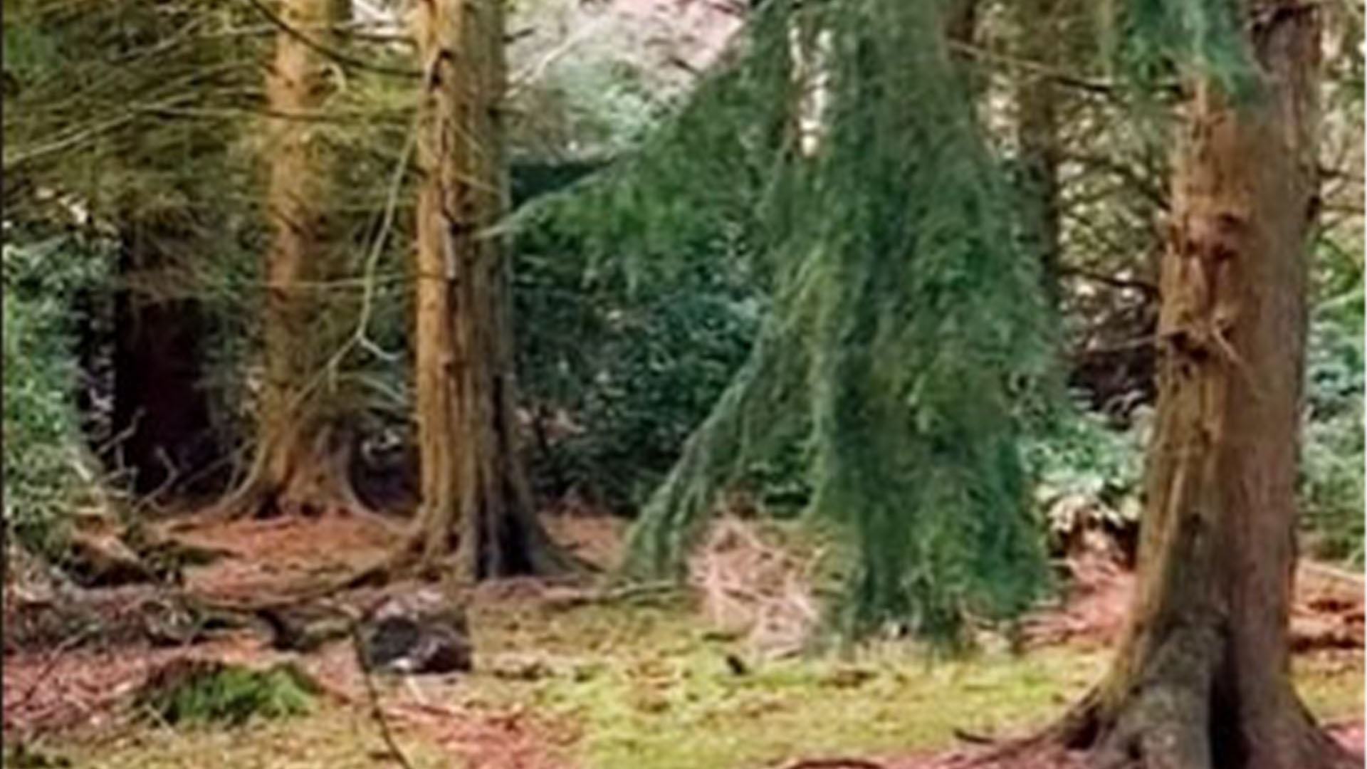 Almost no one can spot the sniper hiding in the woods in 30 seconds