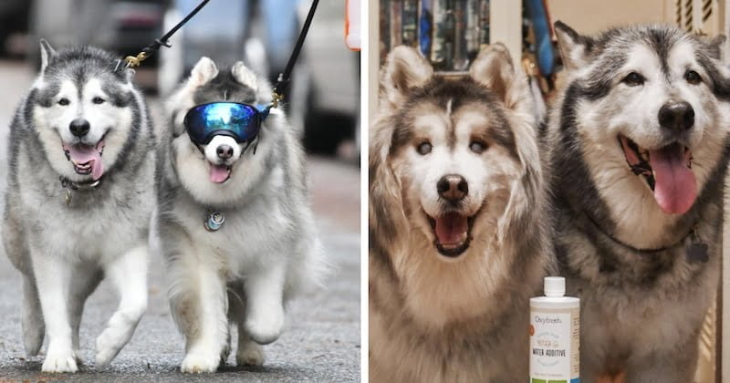 An Alaskan dog becomes the best friend of a blind husky.  He suddenly changed his life for the better