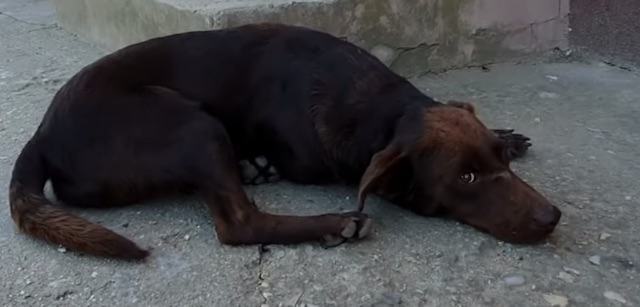 An abandoned dog with sad eyes is waiting to be adopted.  He was left alone outdoors with a mark on his face