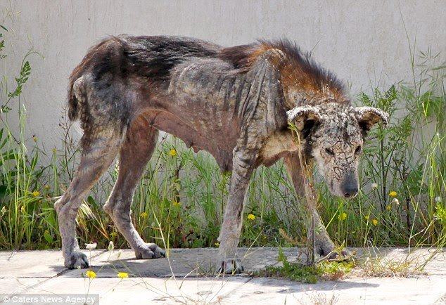 An abused dog was saved from being turned to stone.  In the end, it became a healthy dog