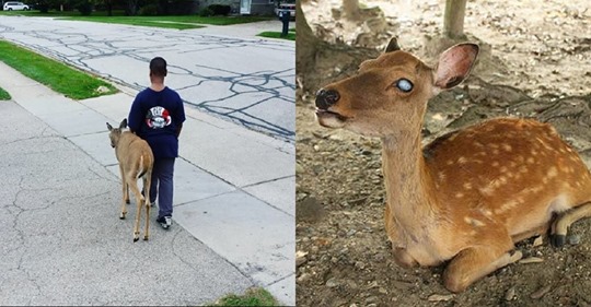 An act of heroism.  A kind and loyal boy constantly leads a blind deer in search of food on his way to school