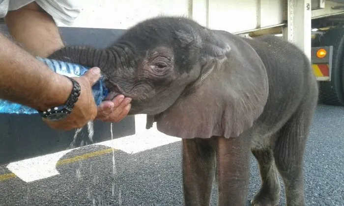 An act of heroism.  Truck driver rescues a thirsty orphaned elephant on the side of the road